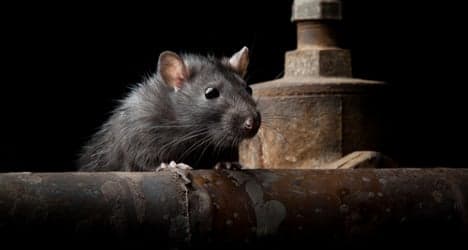 Rats paralyze Italian justice system
