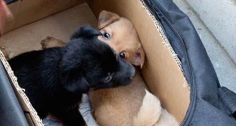 Prison sentence for illegal puppy traders