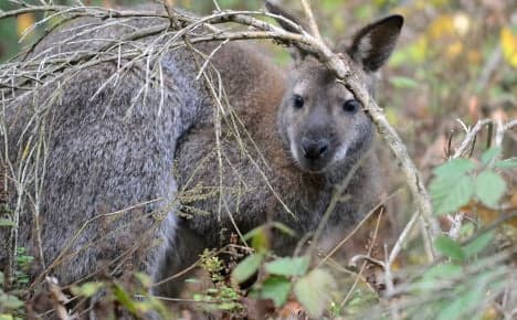 RIP Zippe - fugitive kangaroo found dead