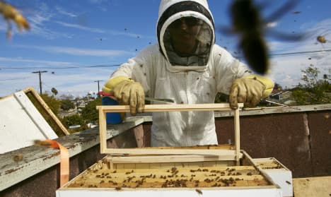 Urban Swedes flock to beekeeping trend