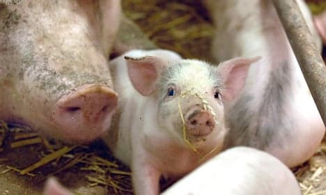 Swedish food giant vows action over Danish pigs