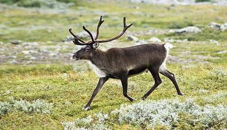 Climate change shrinking reindeer pastures: Nina