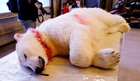Polar bear wounds tourist on eve of eclipse