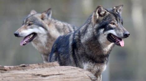 Kids' school trip cancelled over wolf fears
