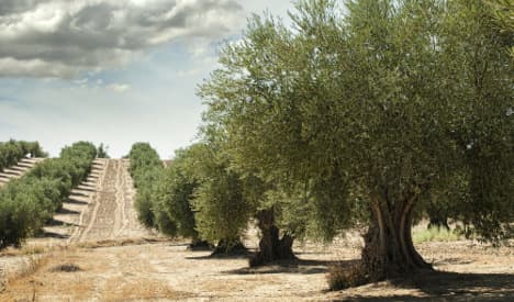 EU wants Italy to cut down olive trees