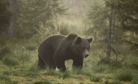 Swedish man's roar sees off charging bear