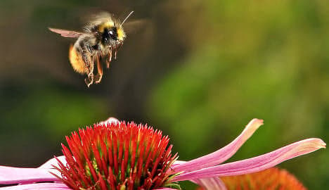 Oslo builds world's first bumblebee highway