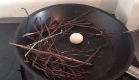 Oslo pigeon lays egg in frying pan