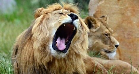 Lion threatened with extinction: IUCN report