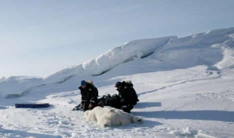 Norway polar bear puts dolphin in the freezer