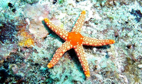 Starfish find could lead to 'fountain of youth’