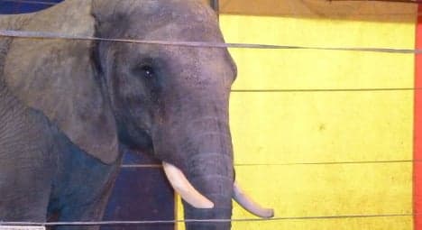 'Killer elephant' prompts call for wild animal ban