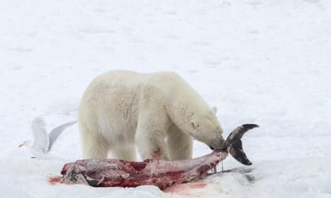 Polar bears now eating dolphins as Arctic warms