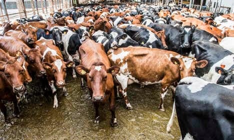 'Meat tax could secure future of Swedish farms'