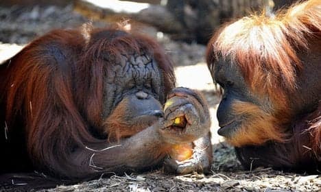 Animals cool off with ice lollies at Rome zoo