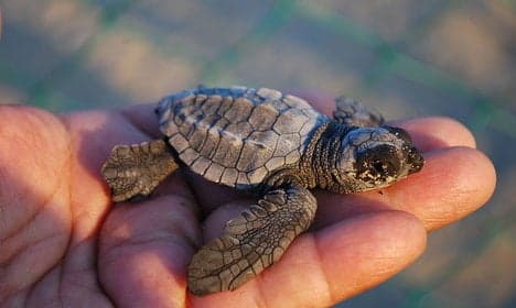 Nesting sea turtles return to Sicily - The Local