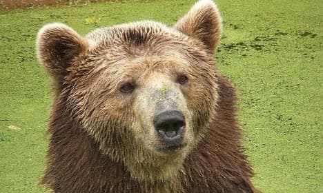 Trentino calls for cull of 'dangerous' bears