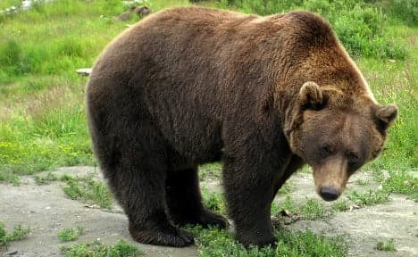 French tourist attacked by brown bear in Russia