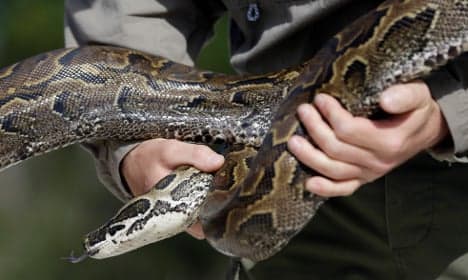 Python on the loose in Malmö – again