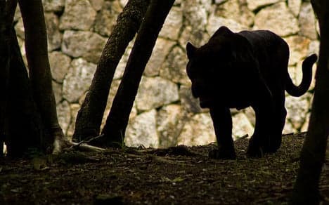 Italian park held hostage by 'veggie' panther