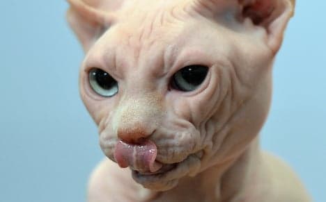 Breeding Sphynx cats is animal cruelty: court - The Local