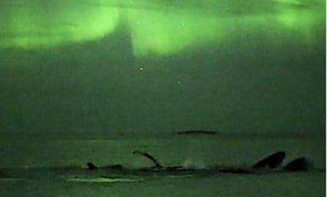 Humpback whales play under the Aurora