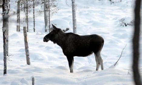 'Wise' elk rescued from frozen Swedish river