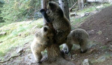 Climbing a tree is no picnic for this adorable family of Spanish bears