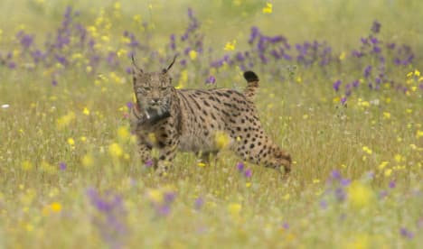 Drones to keep watchful eye in the sky over endangered Iberian lynx