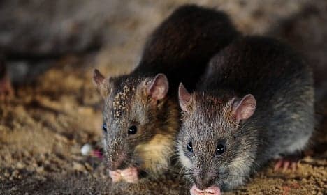 VIDEO: Scared of rats? Rome epidemic will creep you out