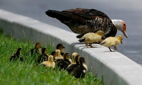 How 50 daring ducks stopped traffic in northern Sweden