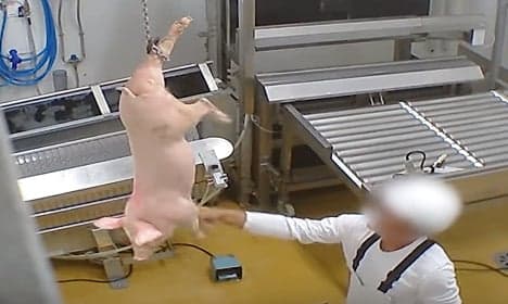 Secret video reveals cruelty at 'humane' French abattoir