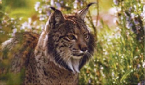 Two endangered Iberian lynx killed on roads within a week