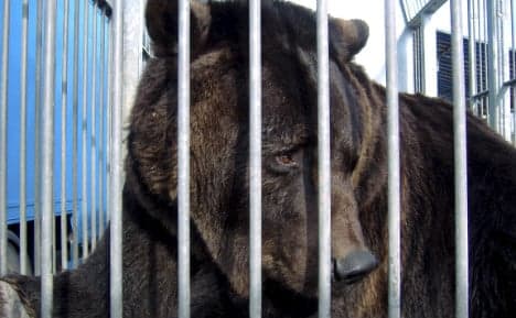Germany’s last travelling circus bear seized by police