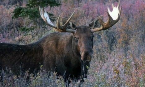 Charging rogue elk killed by Swedish hunter