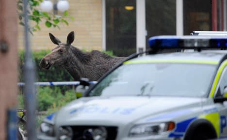 Baby elk go on the run around Swedish town
