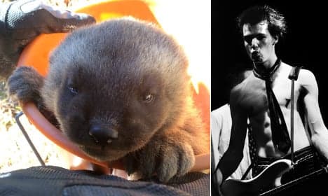 Swedish wolverine baby… or a vicious punk rock legend?