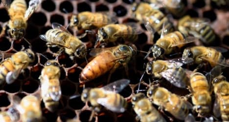 Mystery killer wipes out half a million Swiss bees