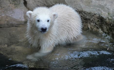 Polar bear cub Lili leaps into public's hearts in Bremen