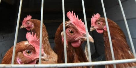 Unknown attackers rip heads off 40 chickens