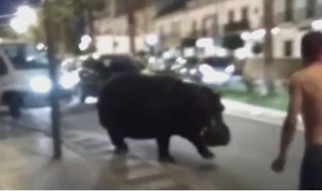 Watch this escaped hippo waddle through Spanish town