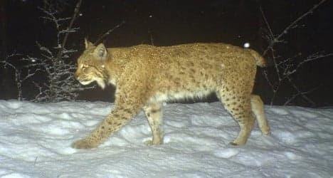 Lynx hurdles electric fence to escape Swiss animal park