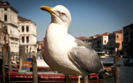 Food-nabbing gulls go beserk in Venice's St Mark's Square