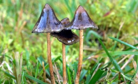 Child hospitalized after father feeds her magic mushrooms