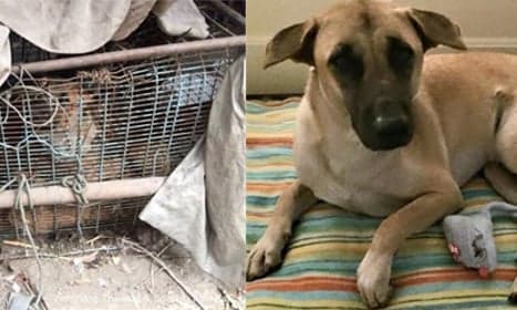 This dog escaped a Thai meat market for a new life in Italy