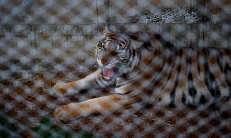 Tiger kills zookeeper at animal park in Benidorm