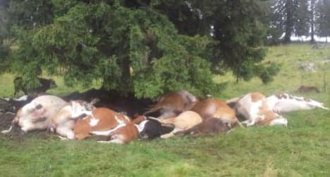 Lightning strike kills 18 cows in Austria - The Local