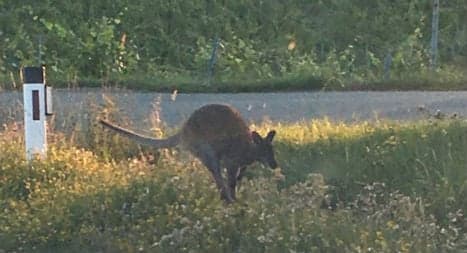 Escaped kangaroo on the run in Austria