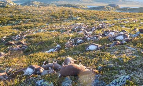 Beheaded reindeer corpses to rot in Norway