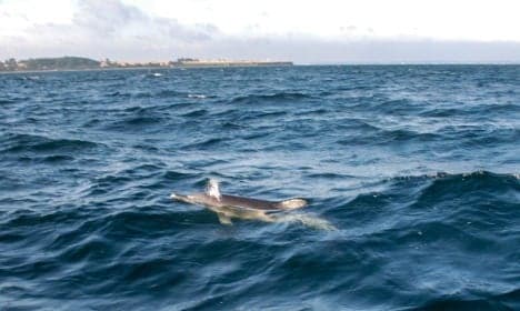 Watch: Nordic scientists get rare dolphin surprise